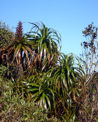 Dracophyllum traversii