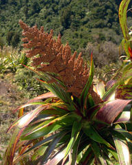 Dracophyllum traversii