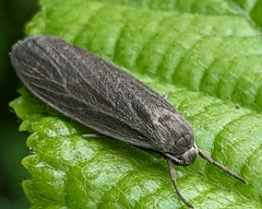 Crambidia lithosioides