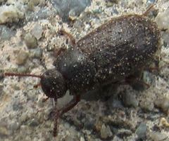 Blapstinus