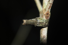 Pozonia