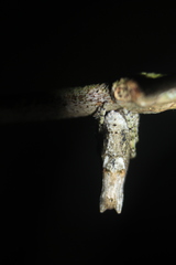 Pozonia