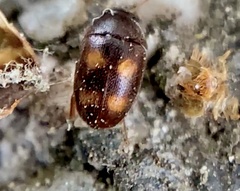 Litargus tetraspilotus