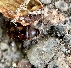 Litargus tetraspilotus