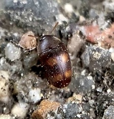 Litargus tetraspilotus