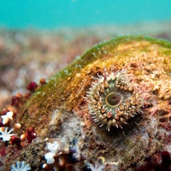 Bunodosoma californica