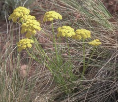 Harbouria trachypleura