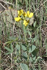 Thermopsis divaricarpa