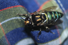 Thalestria spinosa