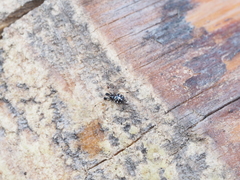 Neottiura suaveolens