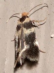 Etainia sericopeza