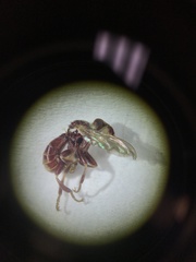 Myopa clausa