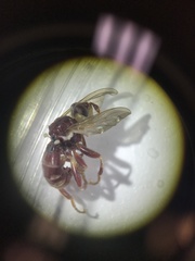 Myopa clausa