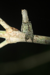 Pozonia