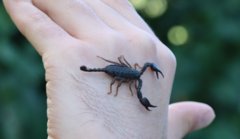 Euscorpius italicus
