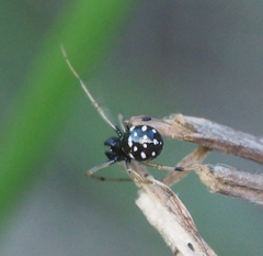 Neottiura suaveolens