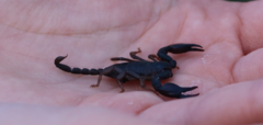 Euscorpius italicus