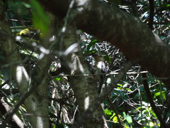 Melanerpes carolinus image