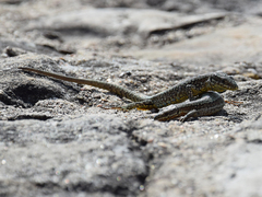Podarcis muralis