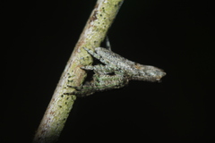 Pozonia