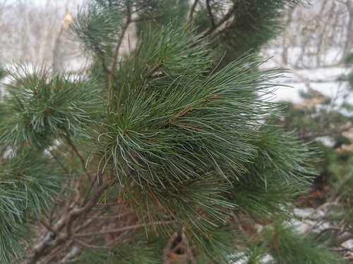 Dwarf Siberian pine (Pinus pumila)