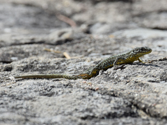 Podarcis muralis