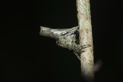 Pozonia