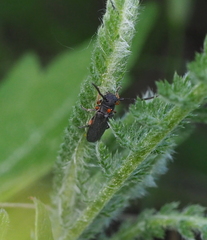 Phytoecia pustulata