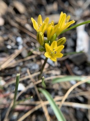 Triteleia crocea