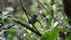 Dysithamnus xanthopterus