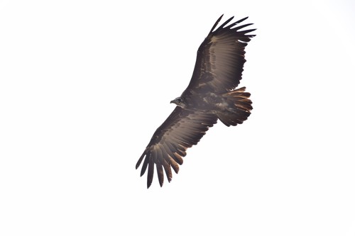 Hooded Vulture