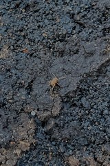 Myrmecophilus acervorum