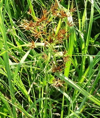 Rhynchospora macrostachya