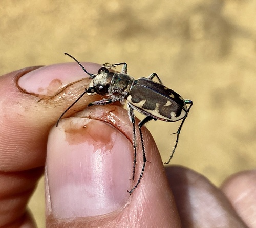 Big Sand Tiger Beetle photo 4
