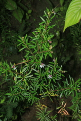 Cuphea kubeorum