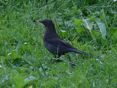 Turdus merula
