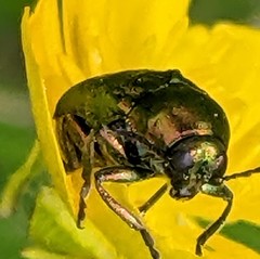 Cryptocephalus moraei