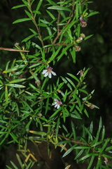 Cuphea kubeorum