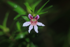 Cuphea kubeorum