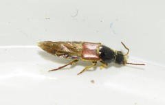 Quedius nemoralis