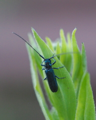 Smaragdula