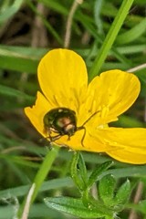 Cryptocephalus moraei