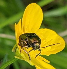 Cryptocephalus moraei