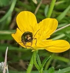 Cryptocephalus moraei