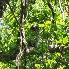 Passiflora incarnata