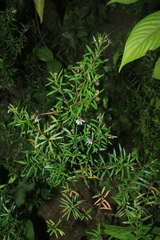 Cuphea kubeorum