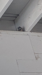 Passer domesticus