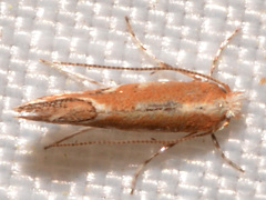 Cameraria quercivorella