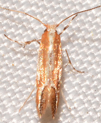 Cameraria quercivorella