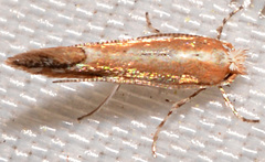 Cameraria quercivorella